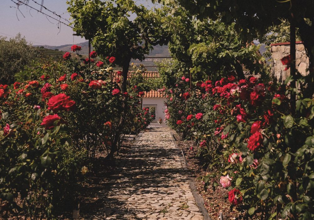 casal de tralhariz_douro_alojamento_portugal_jardins_23-DSCF9234-min